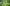 Background Desa